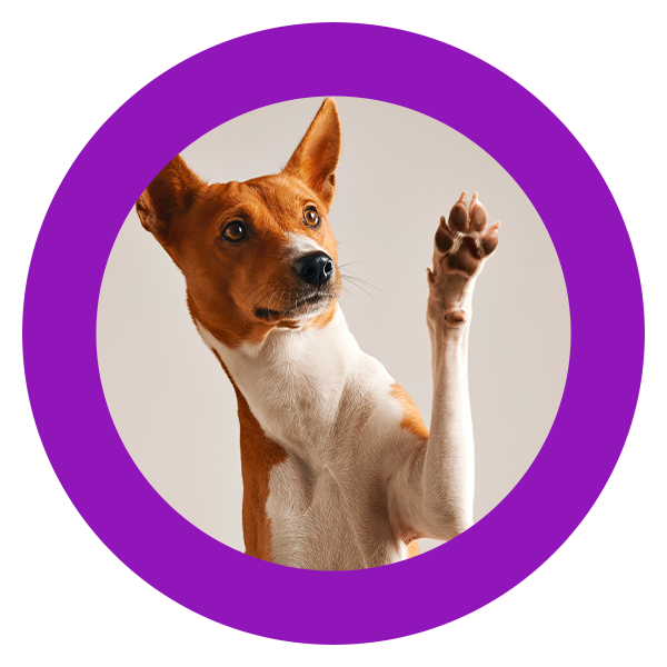 Pets - Nossa Compra